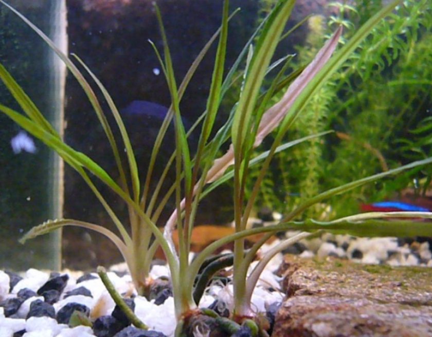 Криптокорина албида