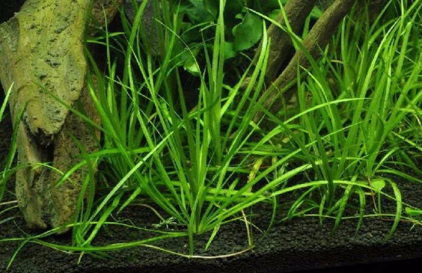 Эхинодорус узколистный