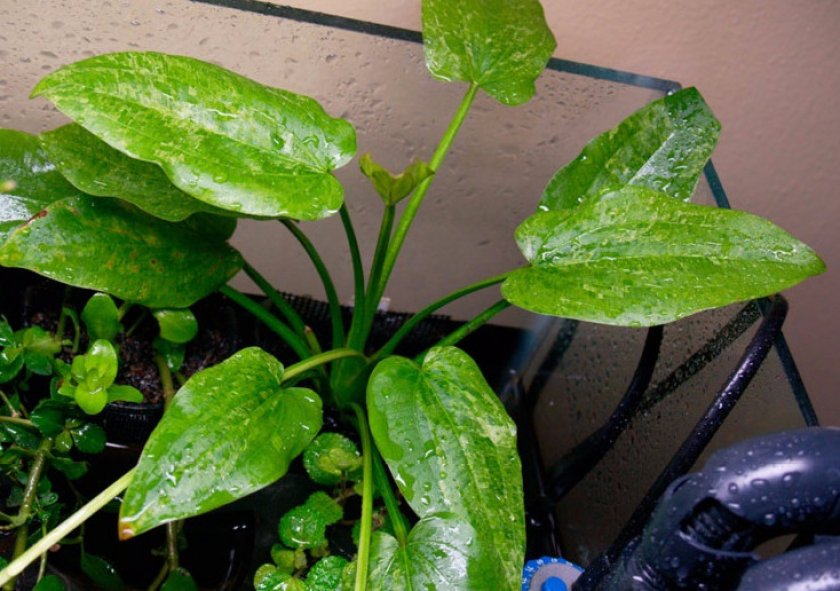 Эхинодорус сердцелистный Тропика Марбл Квин