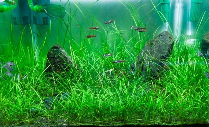 Эхинодорус нежный