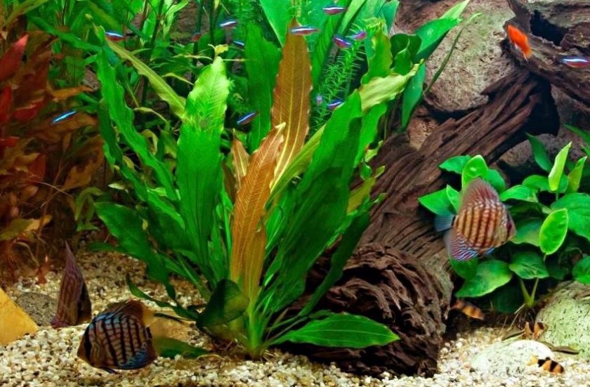 Эхинодорус озирис