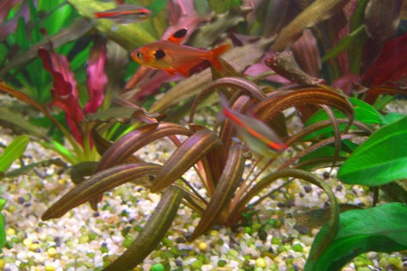 Эхинодорус рубин узколистный