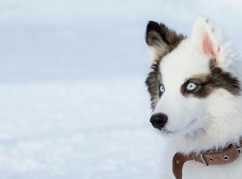 Настоящий абориген северных народов: знакомство с породой собак якутская лайка