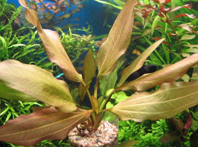 Эхинодорус Кляйнер Бар