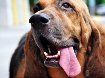 Описание породы Бладхаунд: верный и преданный друг с благородными манерами