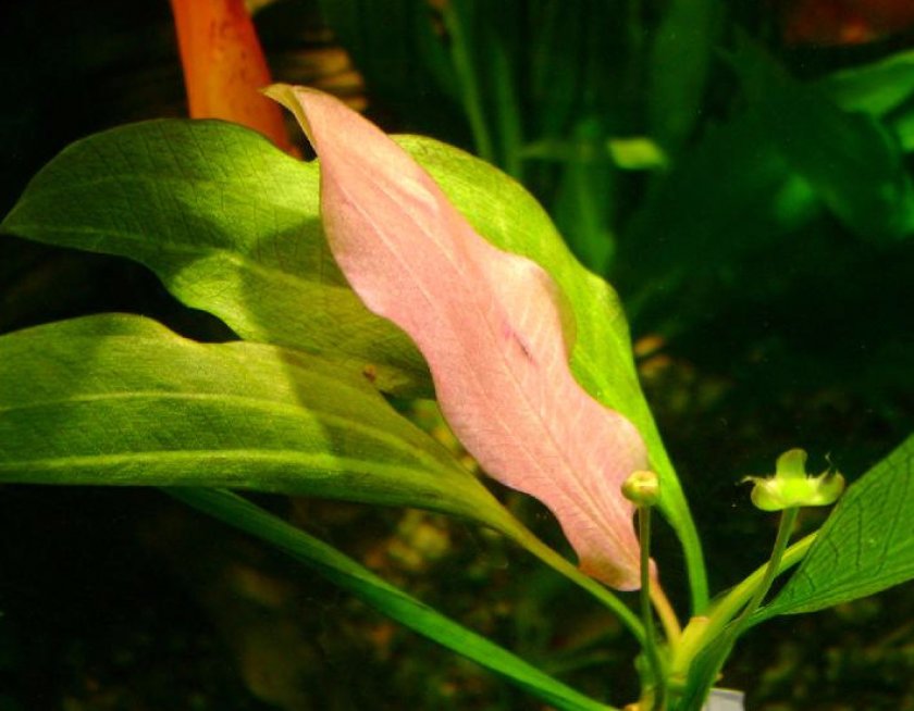 Эхинодорус Розе