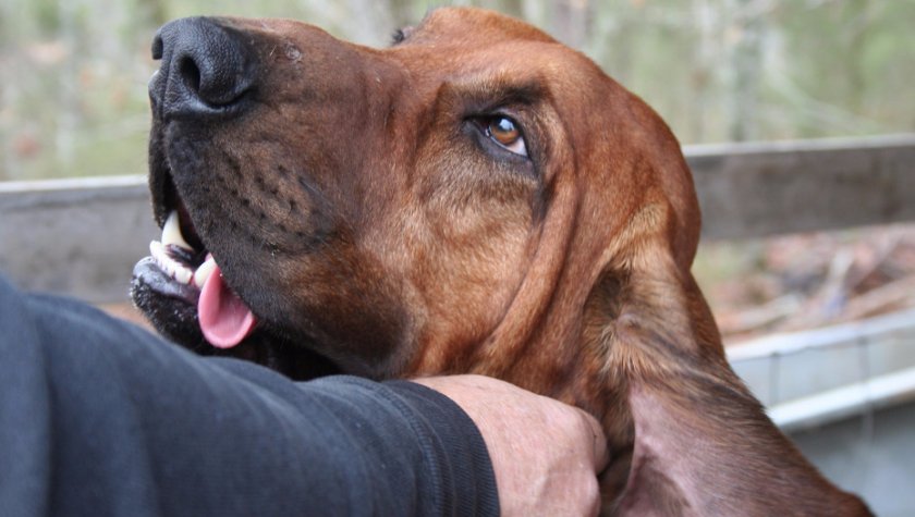 Бладхаунд Бладхаунд