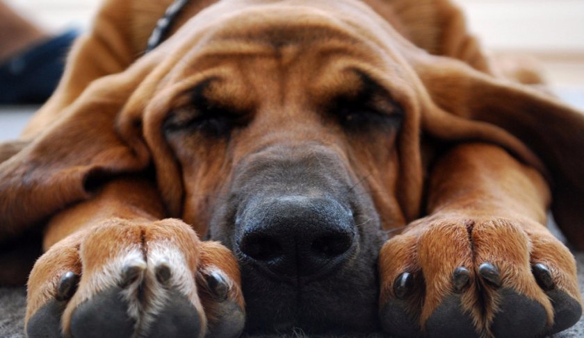 Бладхаунд Бладхаунд