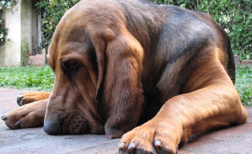 Бладхаунд Бладхаунд