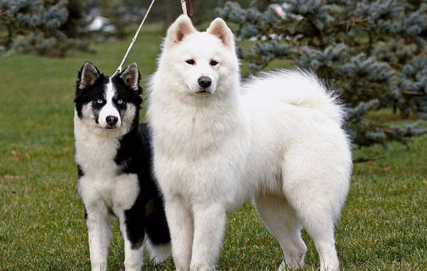 якутская лайка размеры взрослой собаки