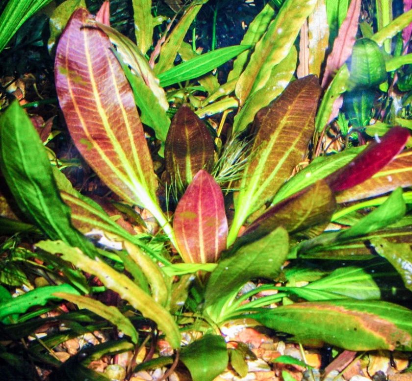 Эхинодорус озирис доппель рот