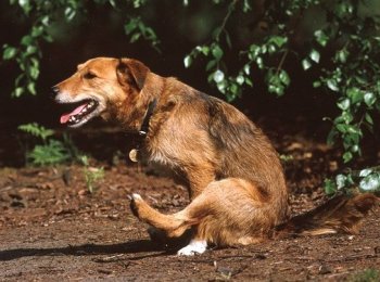 Особенности профилактики глистов у собак