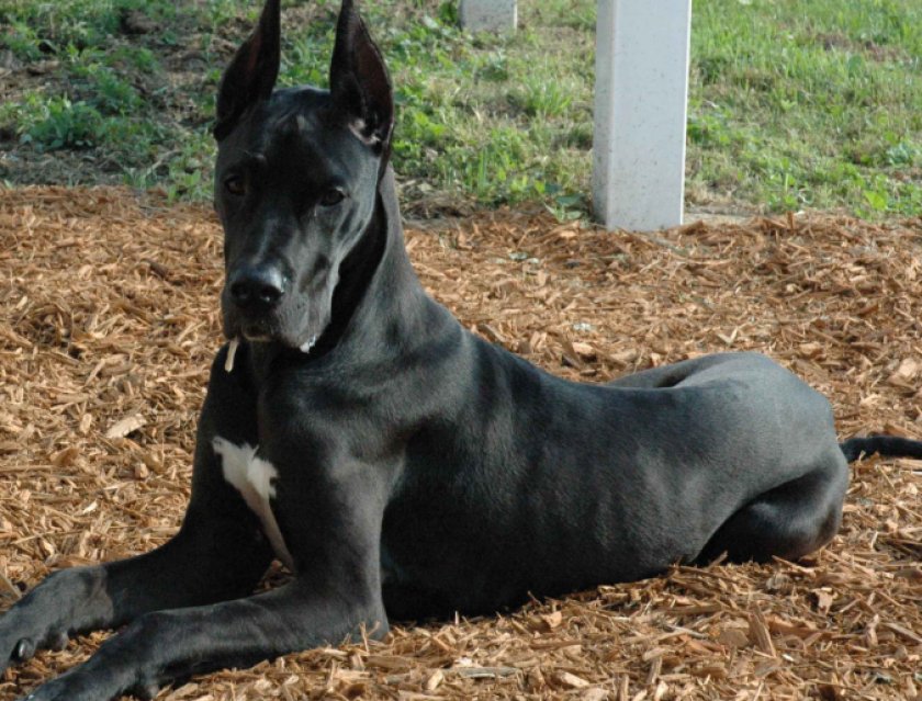 Немецкий дог