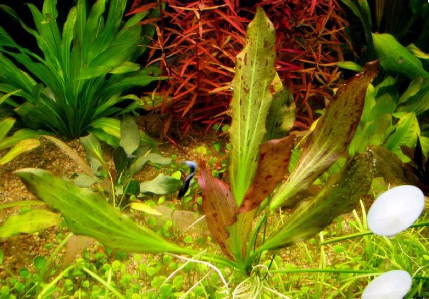 Эхинодорус Джунгельстар