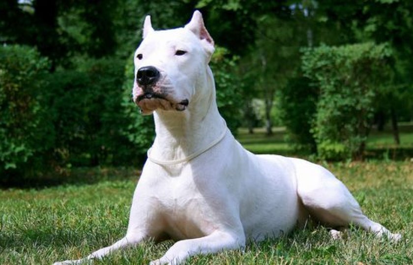 Аргентинский дог