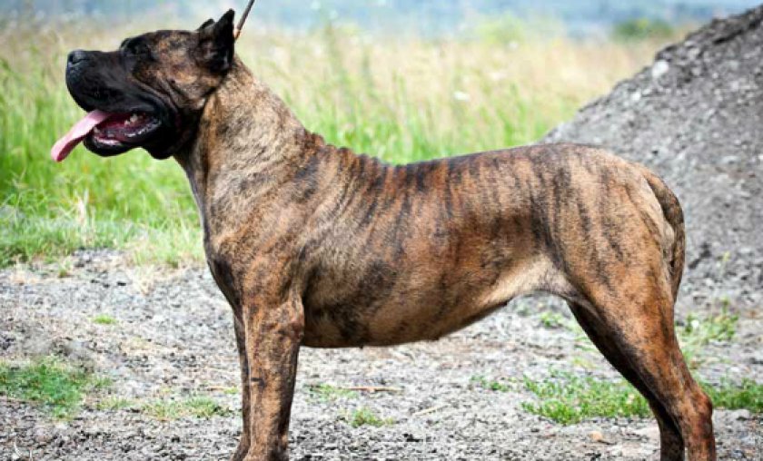 Канарский дог