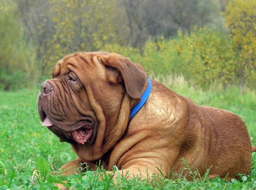 Бордоский дог