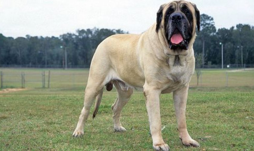 Английский дог