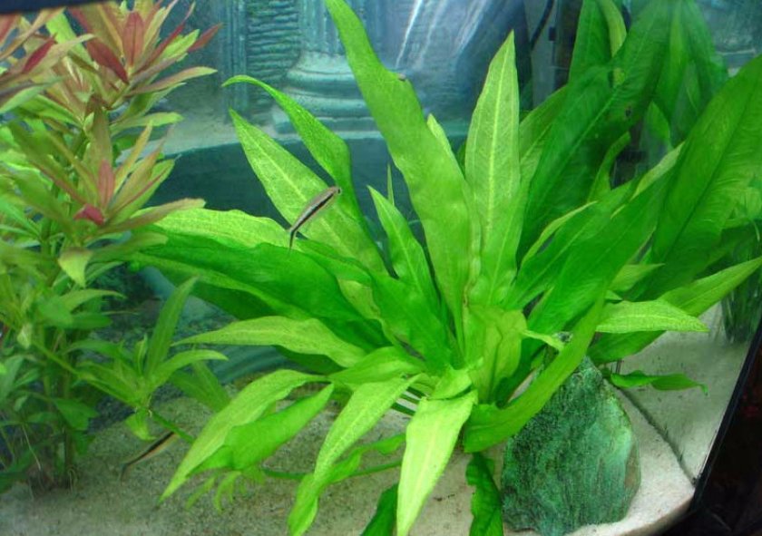 Эхинодорус амазонский