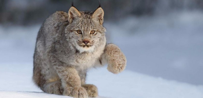 Канадская рысь