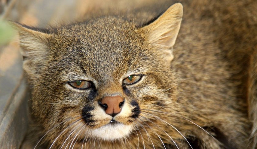 Пампасская