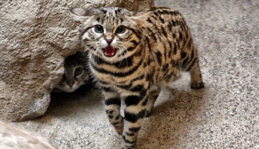 Азиатская леопардовая кошка