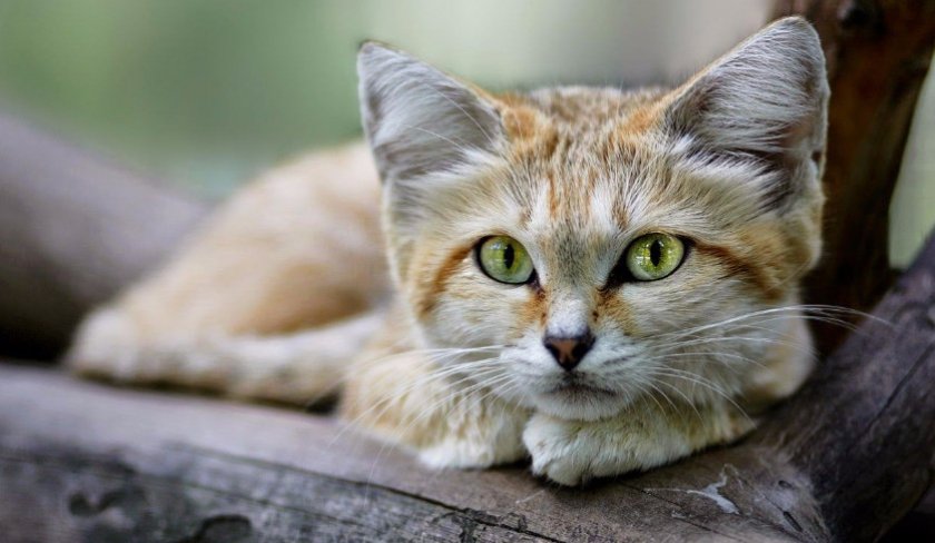 Барханный кот