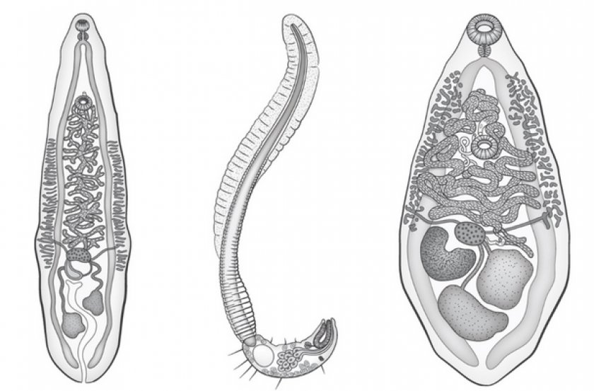 Описторхисы