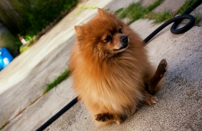 У собаки глисты