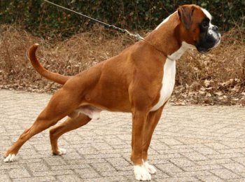 Гора мускул на посту: особенности собак породы боксер, знакомство с ними