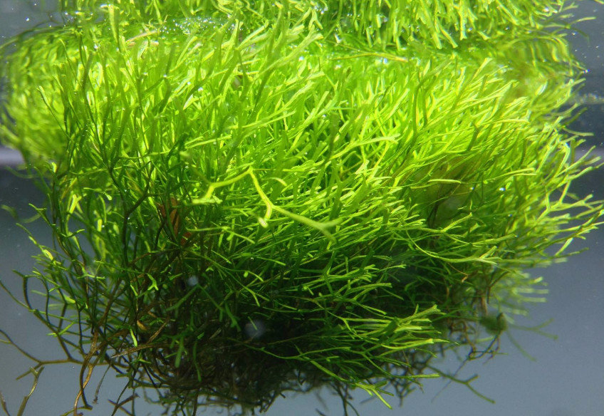 Лучшие аквариумные растения с фото, с названиями и описанием