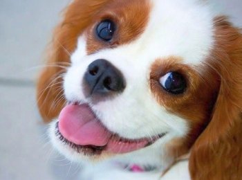 Созданный для обучения: история и особенности ухода за кавалером кинг-чарльз-спаниелем