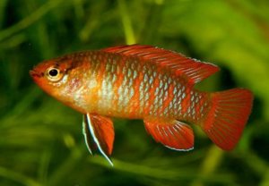 Бадис красный