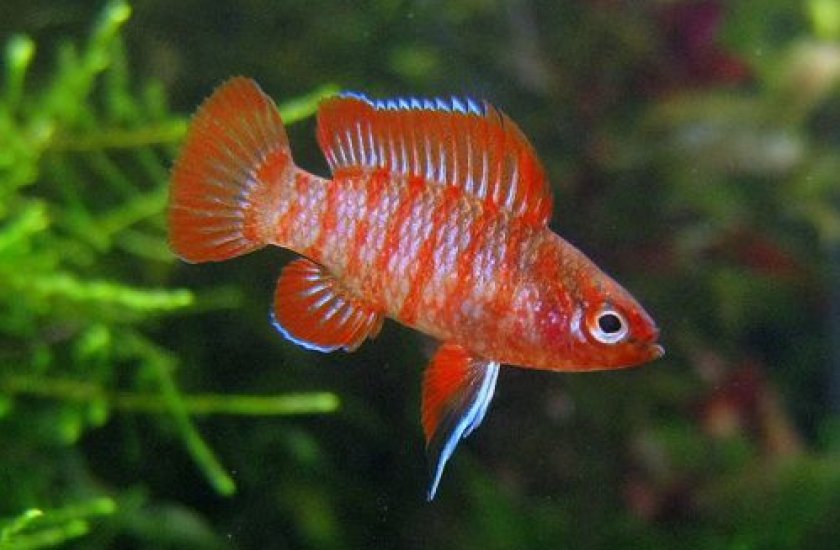 Бадис красный