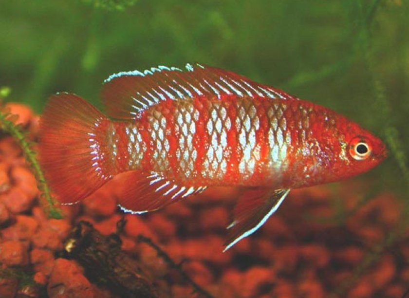 Дарио дарио