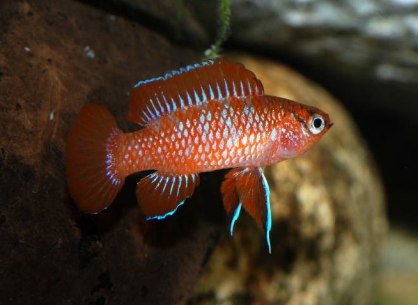 Дарио дарио