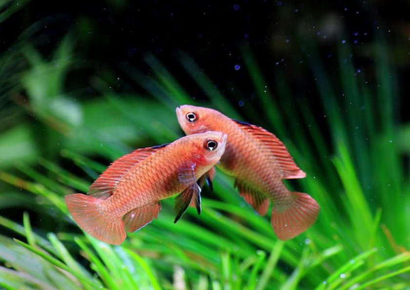 Дарио дарио