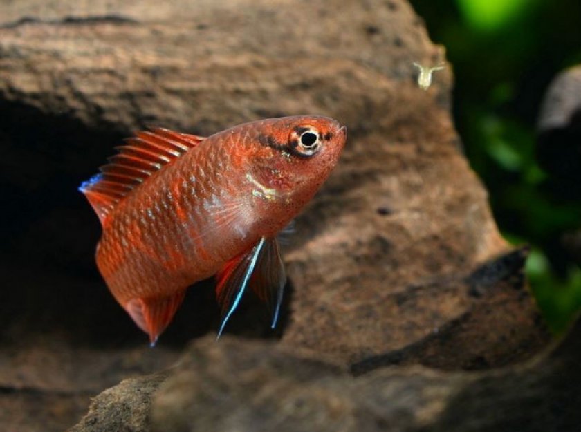 Дарио дарио