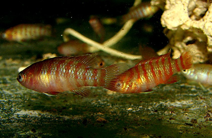 Дарио дарио