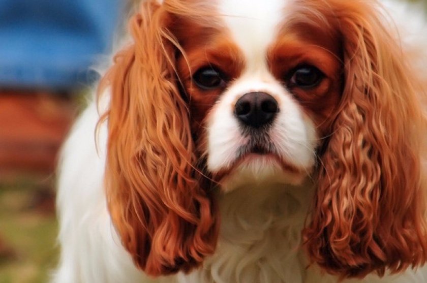 Кавалер кинг-чарльз-спаниель