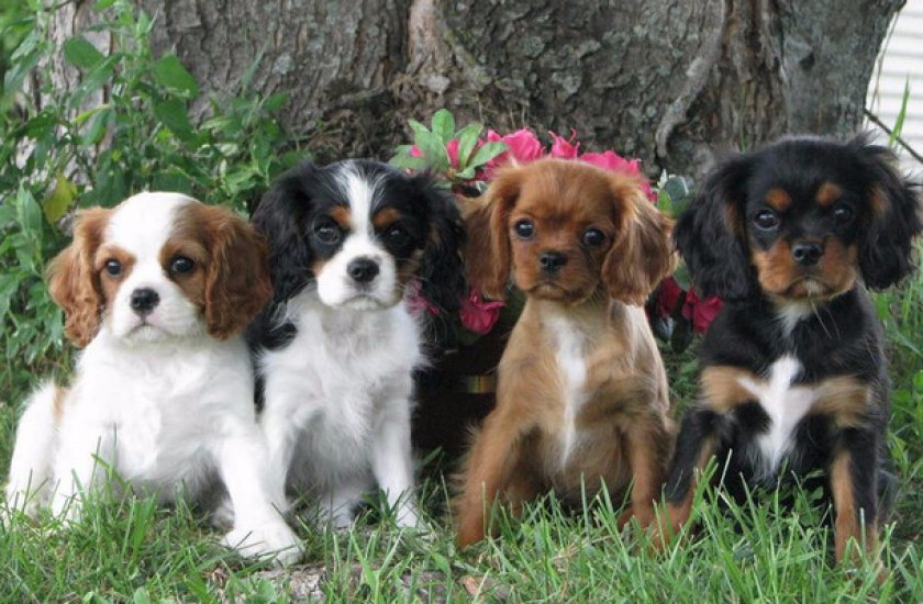 Выбираем щенка