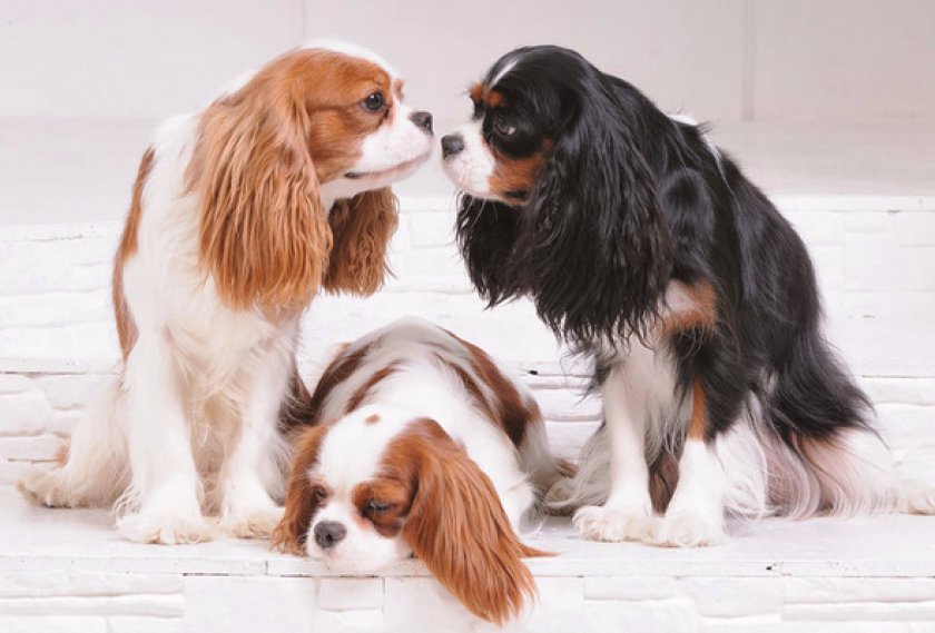 Дрессировка