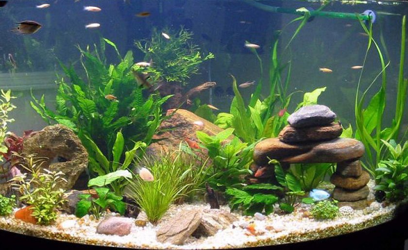 Дарио дарио