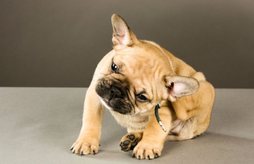 Блохи у собаки