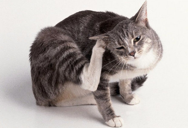 Блохи у кошки Блохи у кошки