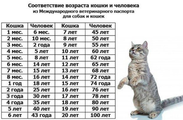 Сколько живут кошки Сколько живут кошки