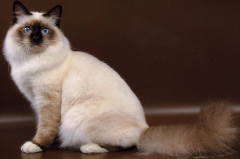 Бирманская кошка