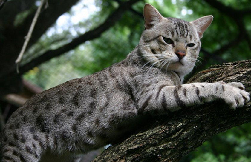 Австралийская дымчатая