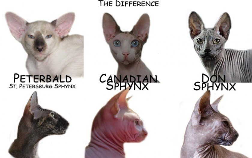 Различия разных пород сфинксов