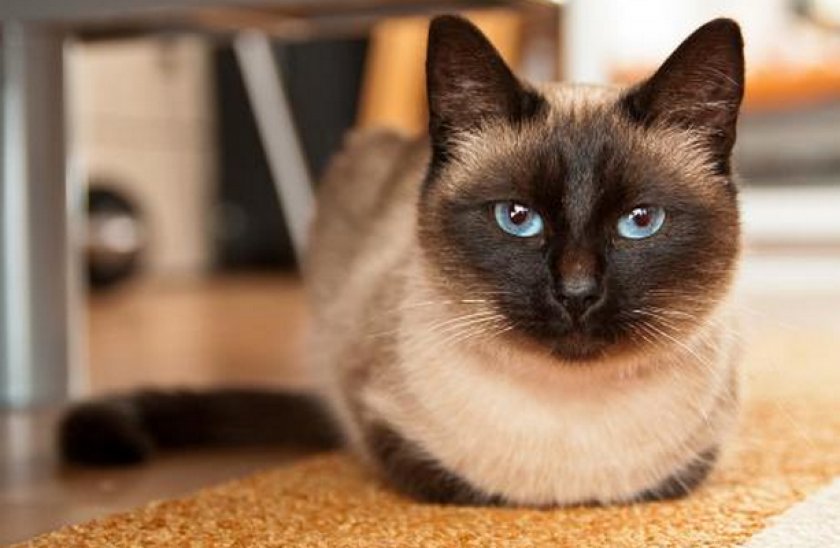 Сиамская кошка